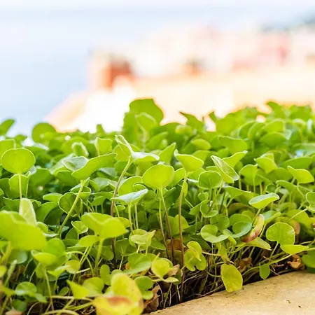 公寓 Bakus 杜布罗夫尼克